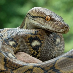 $ManCobra