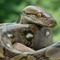 $ManCobra