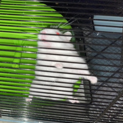 ScaryAlbinoRat