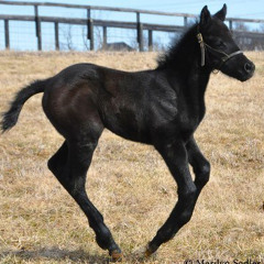 FritztheBlackHorse