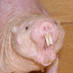ratsona