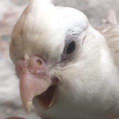 sᴏᴘʜ!!ᙏ̤̫͚