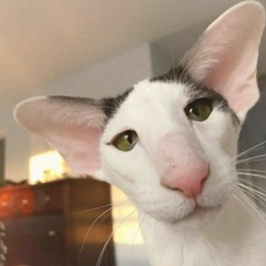 só as novas Tlgd rsrsrs