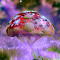 mushroom T