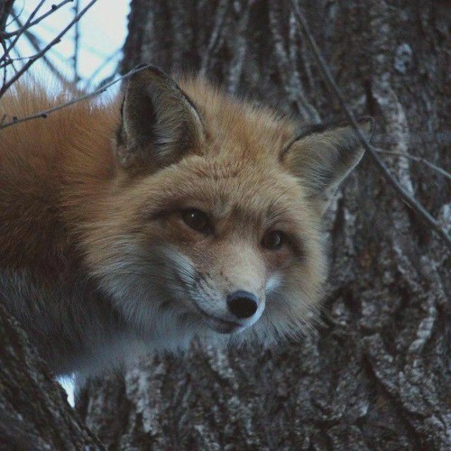 fox’s avatar