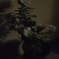 من سورة الفرقان