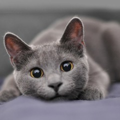 Kitty Kat