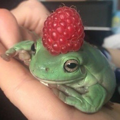 🦎
