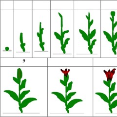 અશિષ્ટ માં ong