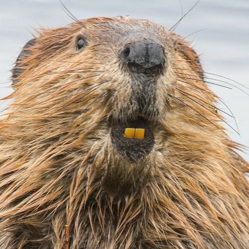 Beaver’s avatar