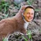 elongated muskrat