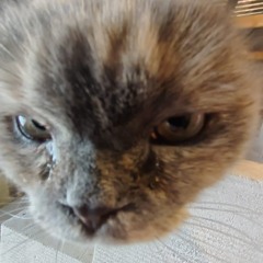 grenka