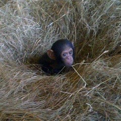 psihadelicheskikamishek