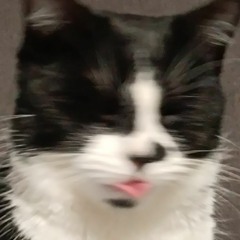 BOXImal331