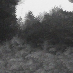 wherealltreesdie
