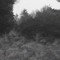 wherealltreesdie