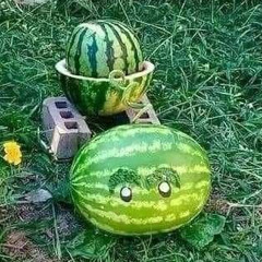 watamelon