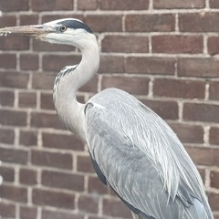 Diederik Brouwer