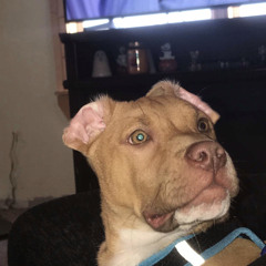 Annabelle Boatwright