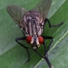 Die böse Fliege