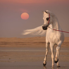 ناصر المنصوري - خدلج