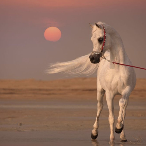 ناصر المنصوري - خدلج
