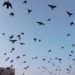 3ly ghatas