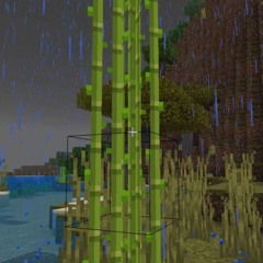 Sadlookinsugarcane