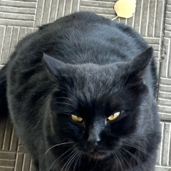 Максим Орлов