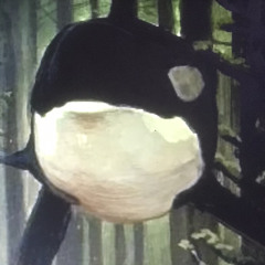 killer whale