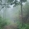 Natural Walkway