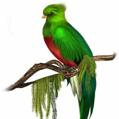 Quetzal Armenta