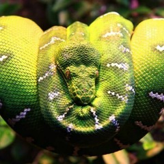 ARudeBoa