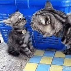 MagPuller