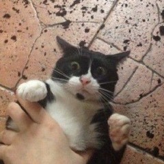 Ratboon