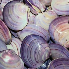 CLAMSANDSHELLS