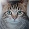 Tom Jerry