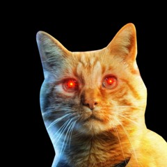 HARDCORE CAT
