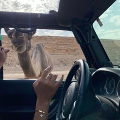 دانـه