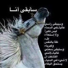 Sanad Aly
