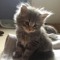 buttercup