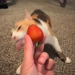 orange juice toe diper
