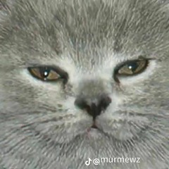 чундра чучундра zxccursed