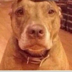 doggo