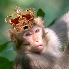 DezMonke