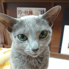 maimai_nyan