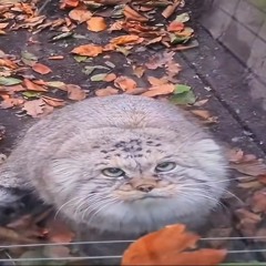 Артем