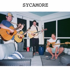 Sycamore