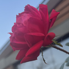 Lyvihatsu