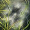 emergentvessels